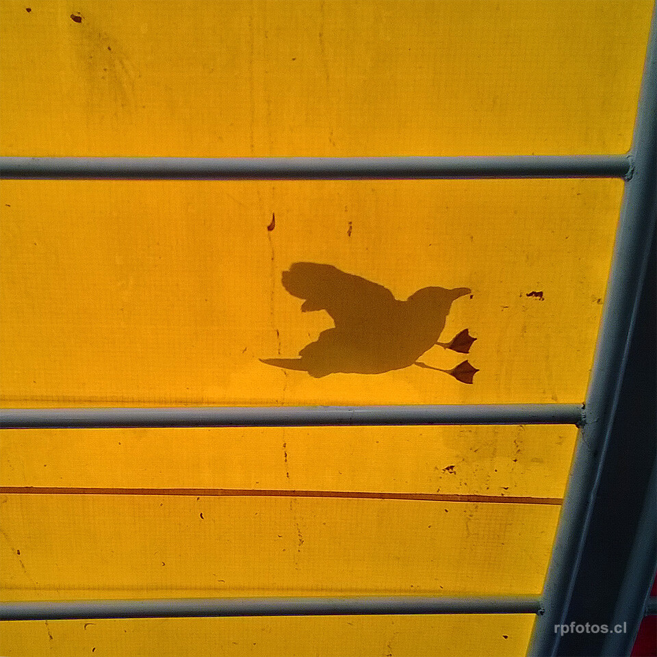 Gaviota en Feria fluvial