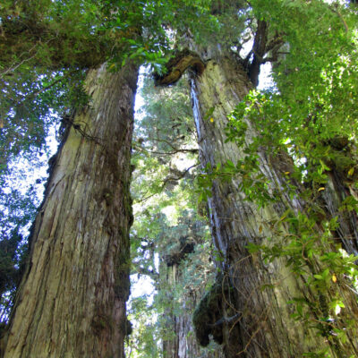 bosque alerces