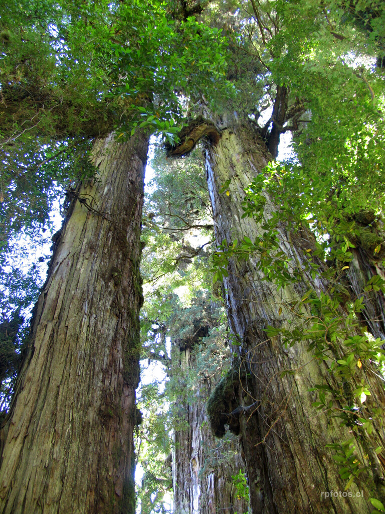 bosque alerces