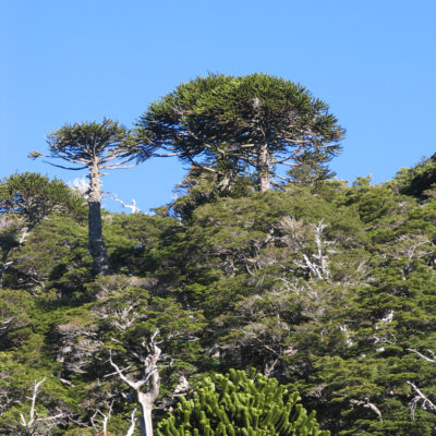 araucarias conguillio