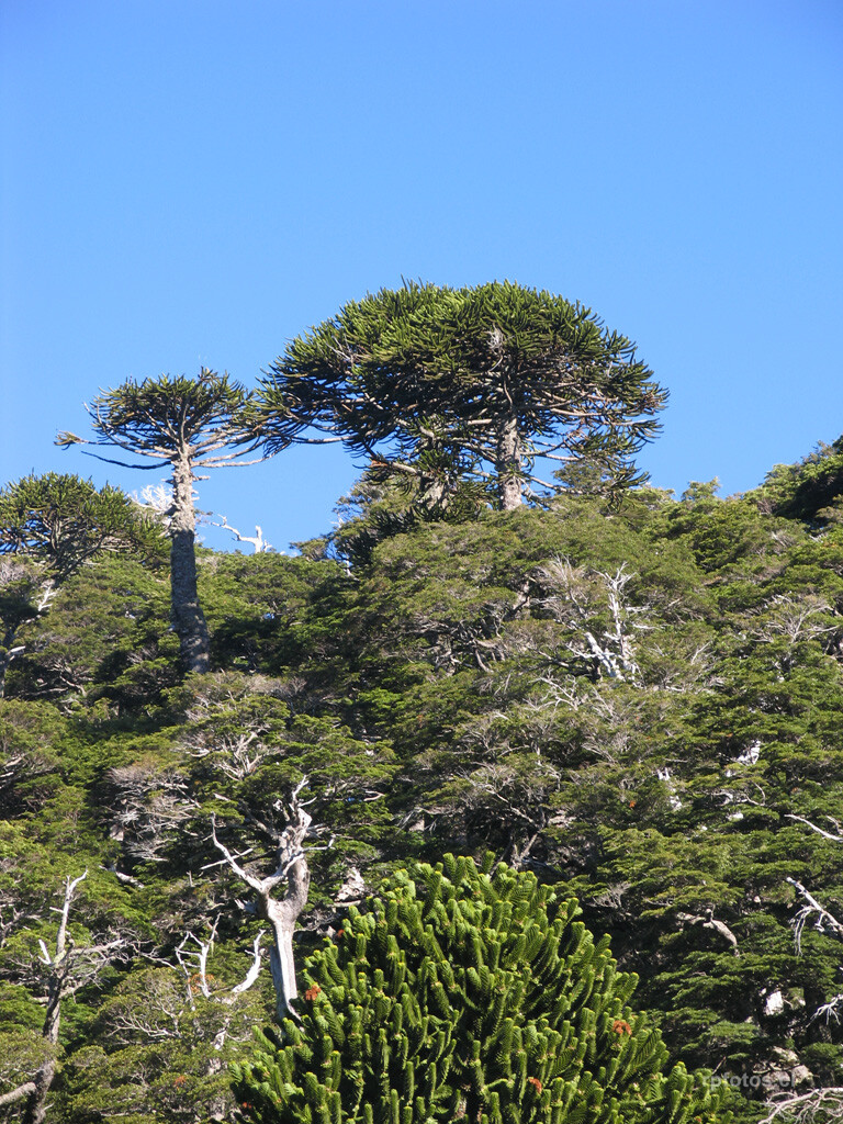 araucarias conguillio