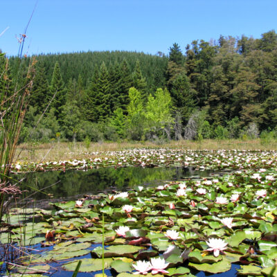 lotos en valdivia