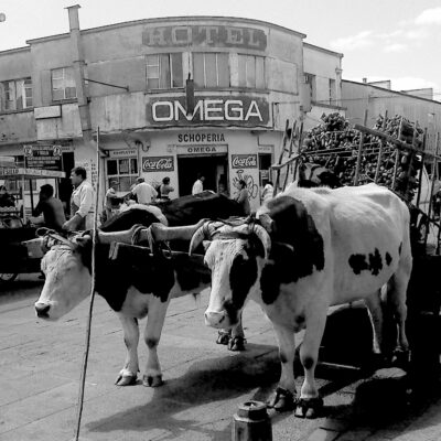 bueyes en Feria Pinto