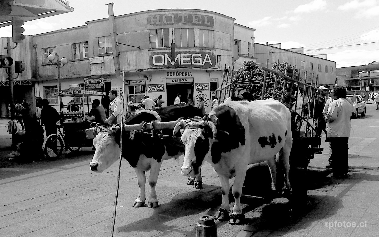 bueyes en Feria Pinto