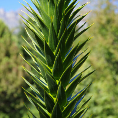 araucaria