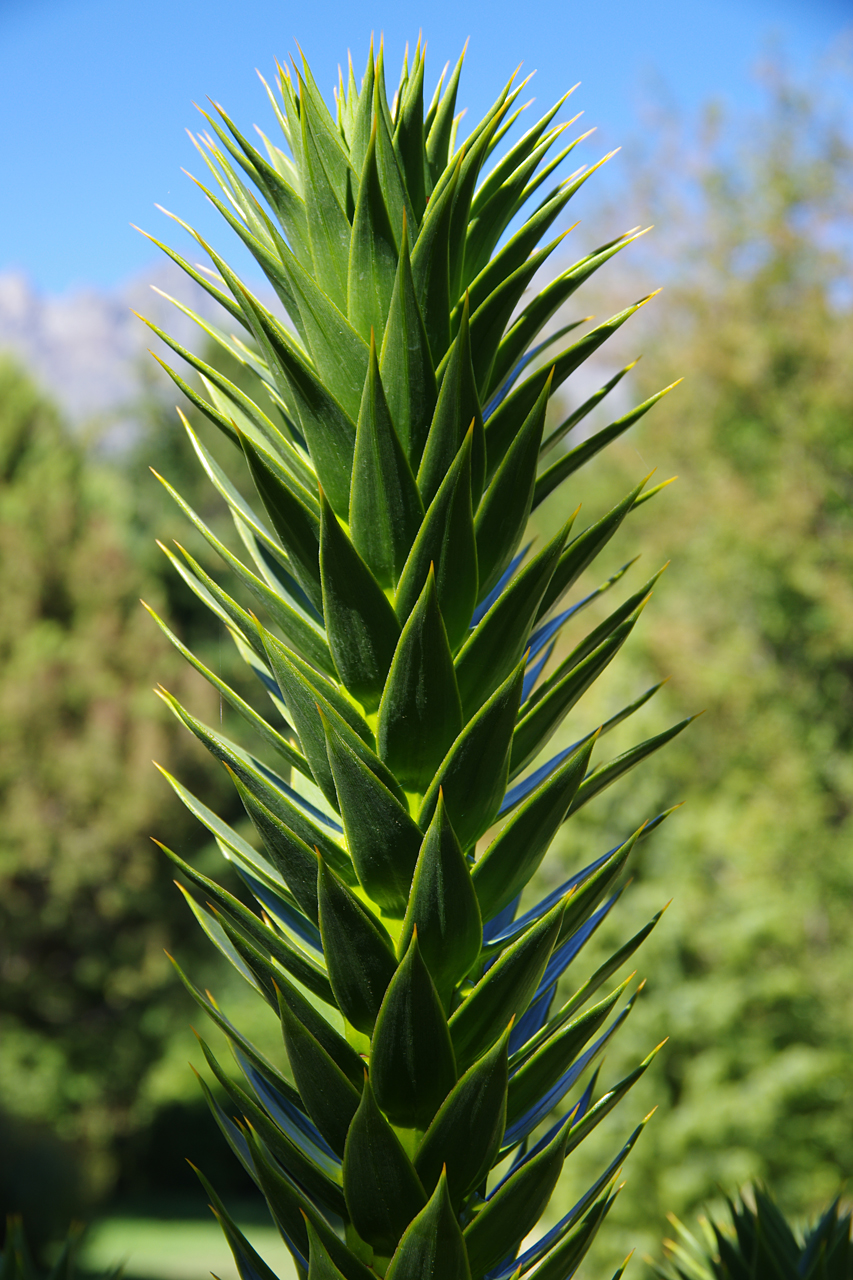 araucaria