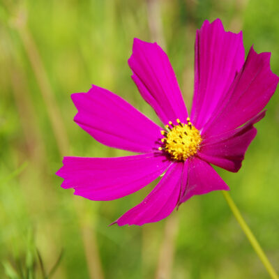 flores en el bolson