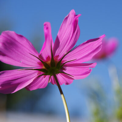 flores el bolson