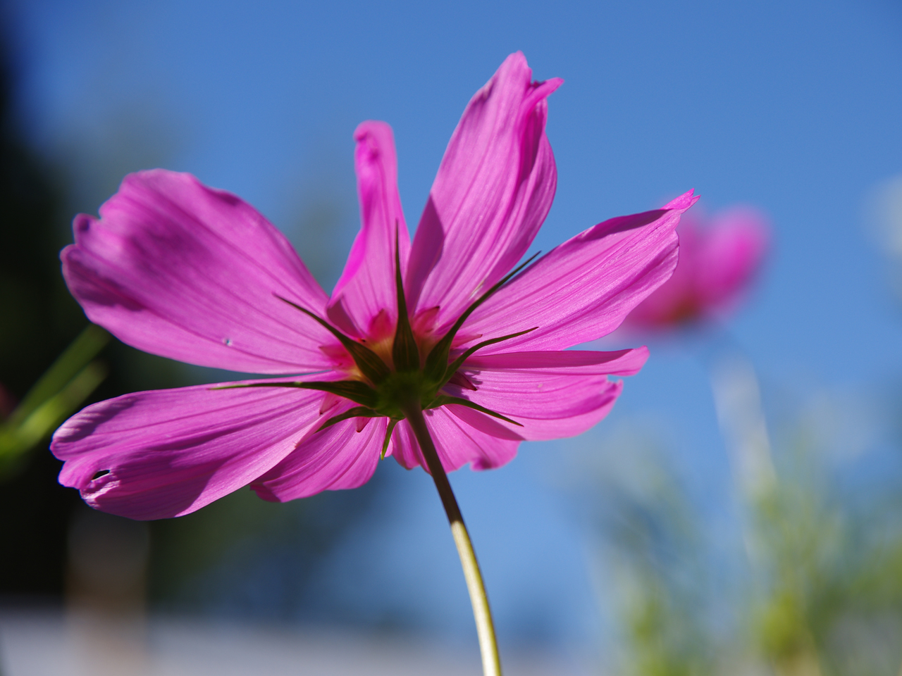 flores el bolson