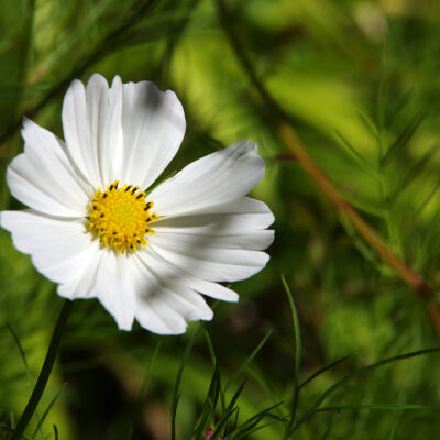 flores de El Bolson