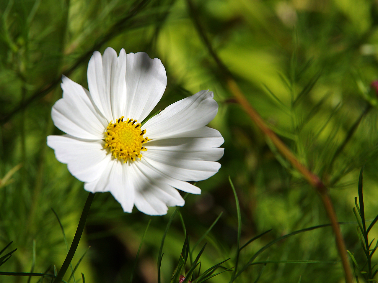 flores de El Bolson