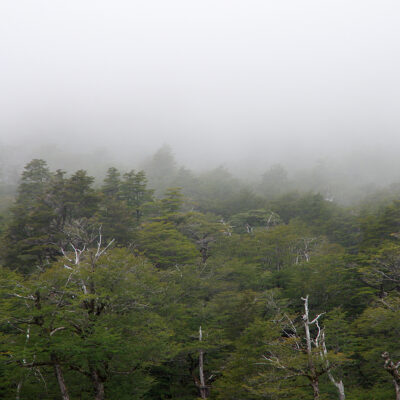 bosque con niebla