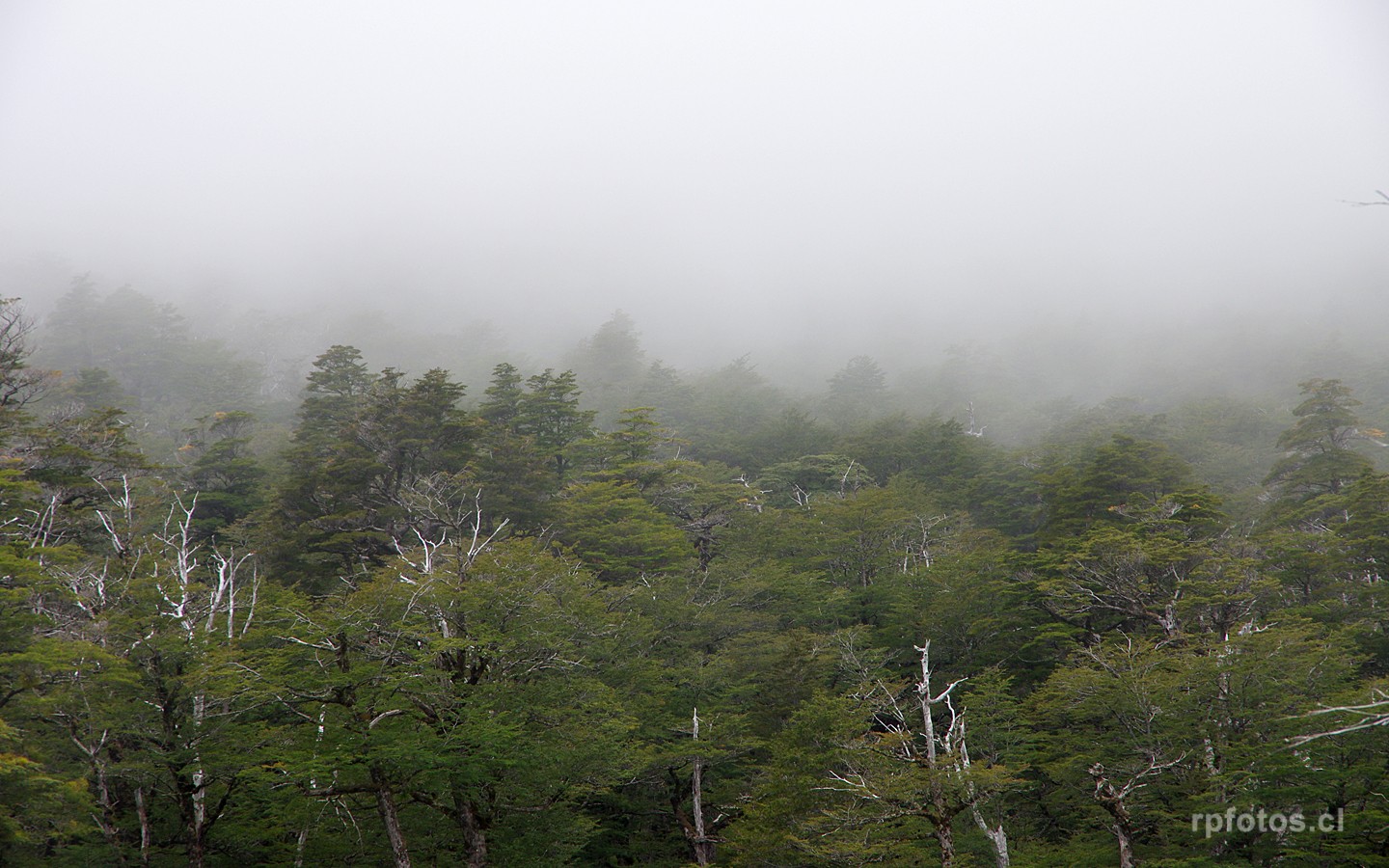 bosque con niebla