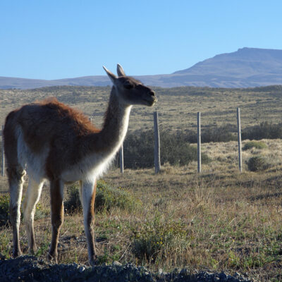 Guanaco