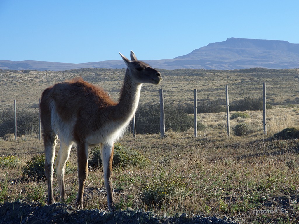 Guanaco