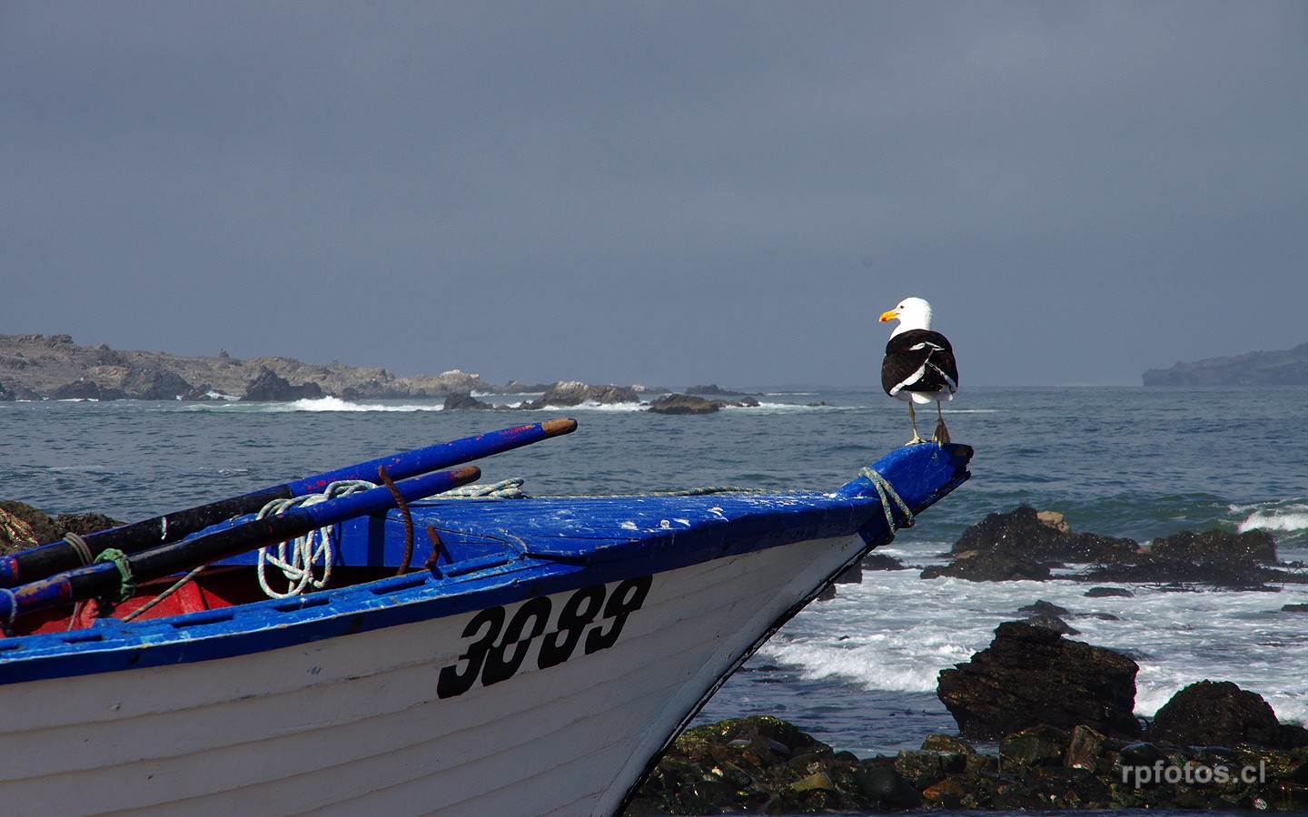 Punta de Choros