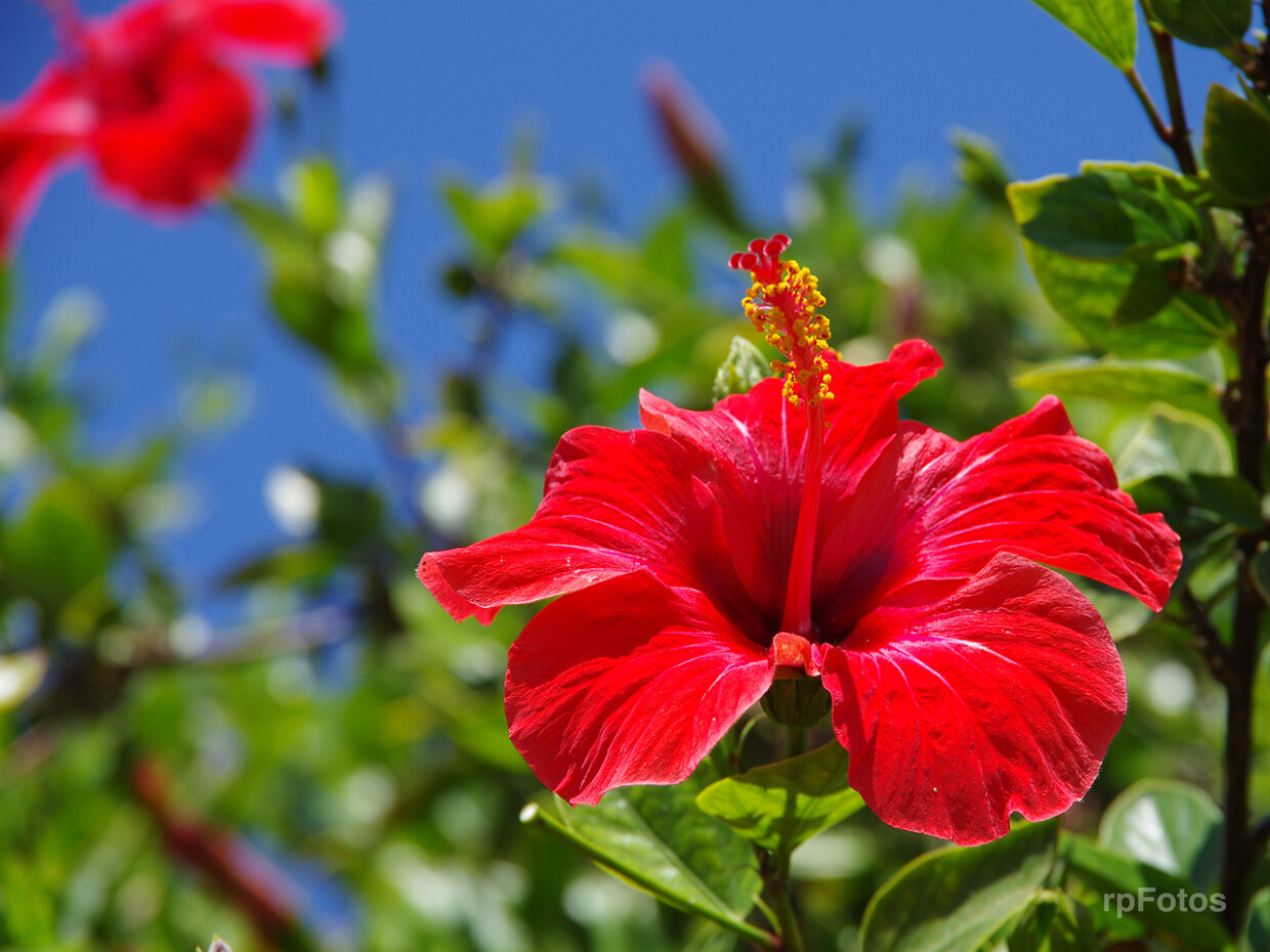flor roja, en Arica