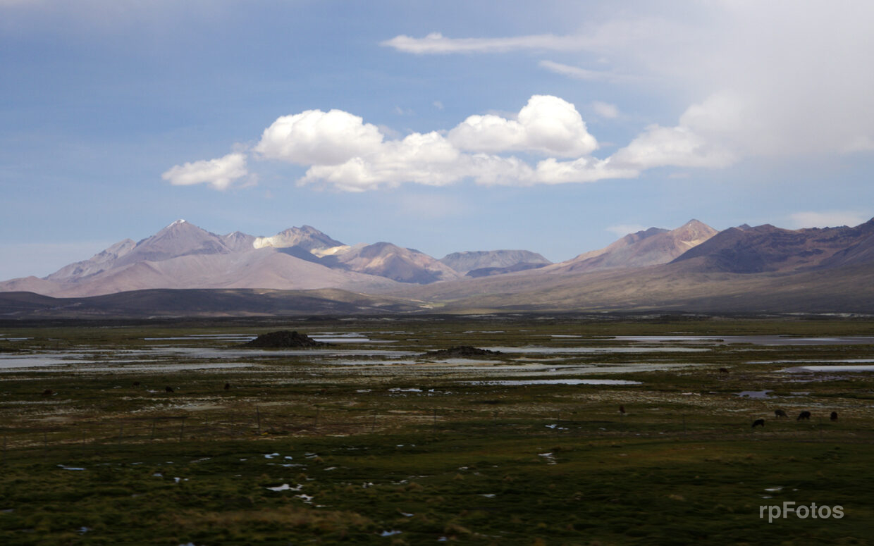 Bofedales la primera region