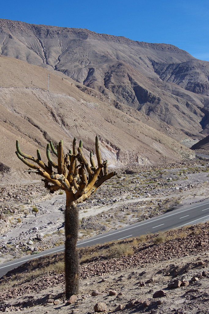 Cactus en ruta a Putre
