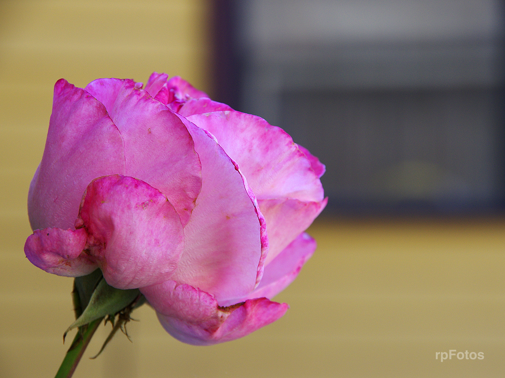 una rosa
