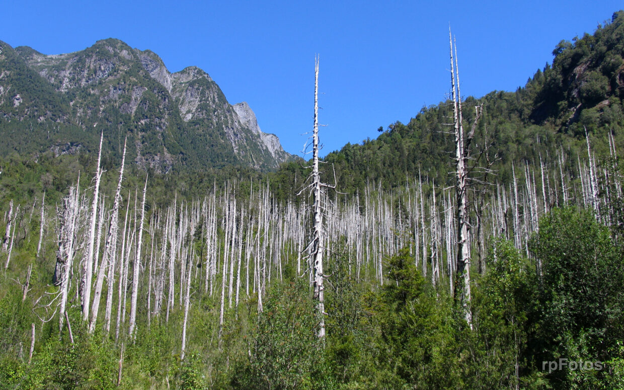 Arboles secos en Carretera Austral
