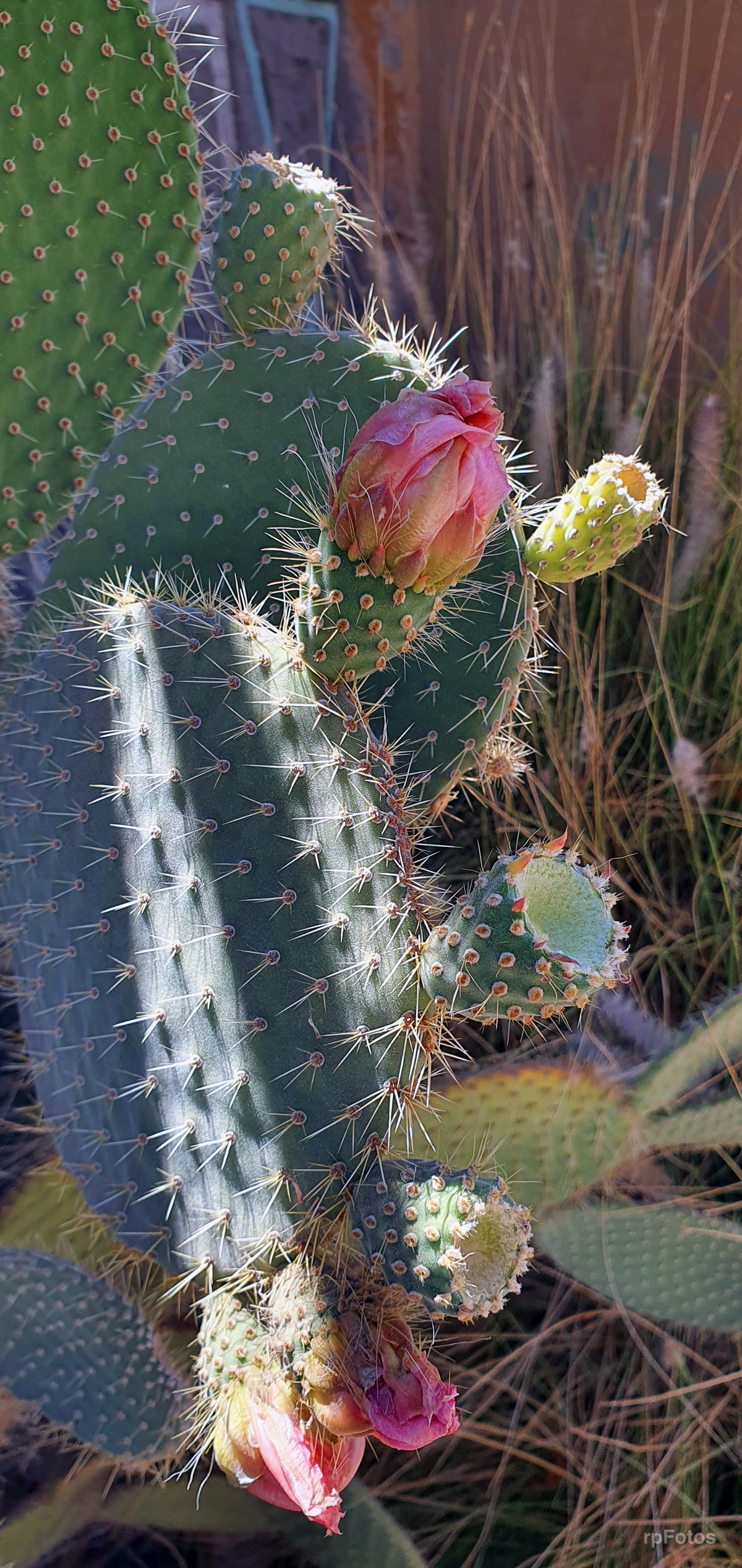 cactus en Pisco Elqui
