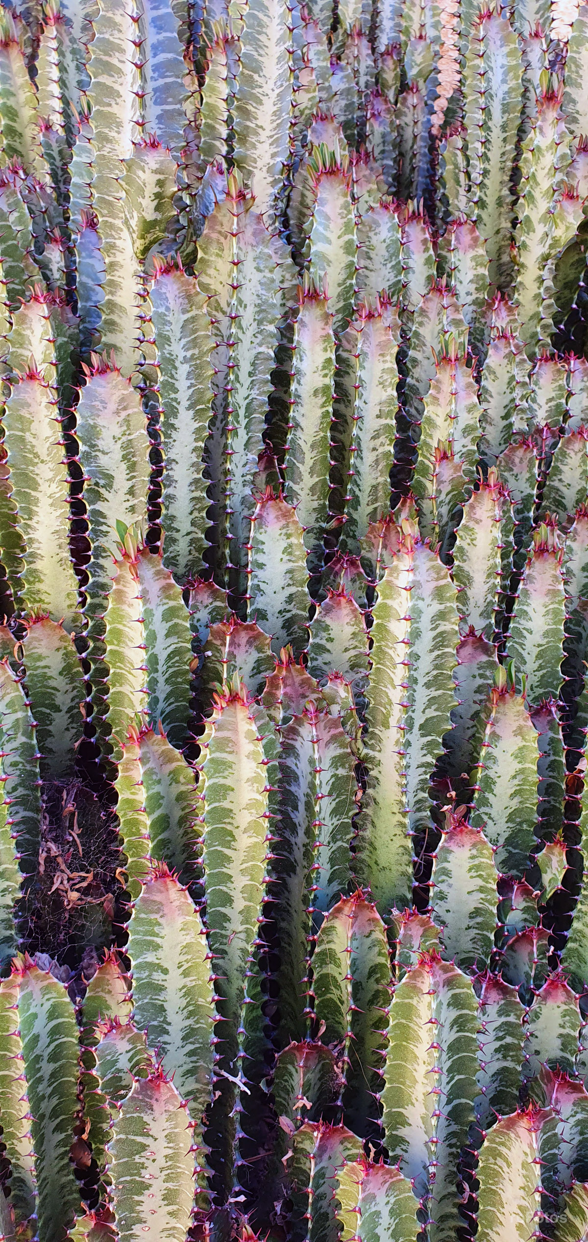 Cactus en Pisco Elqui