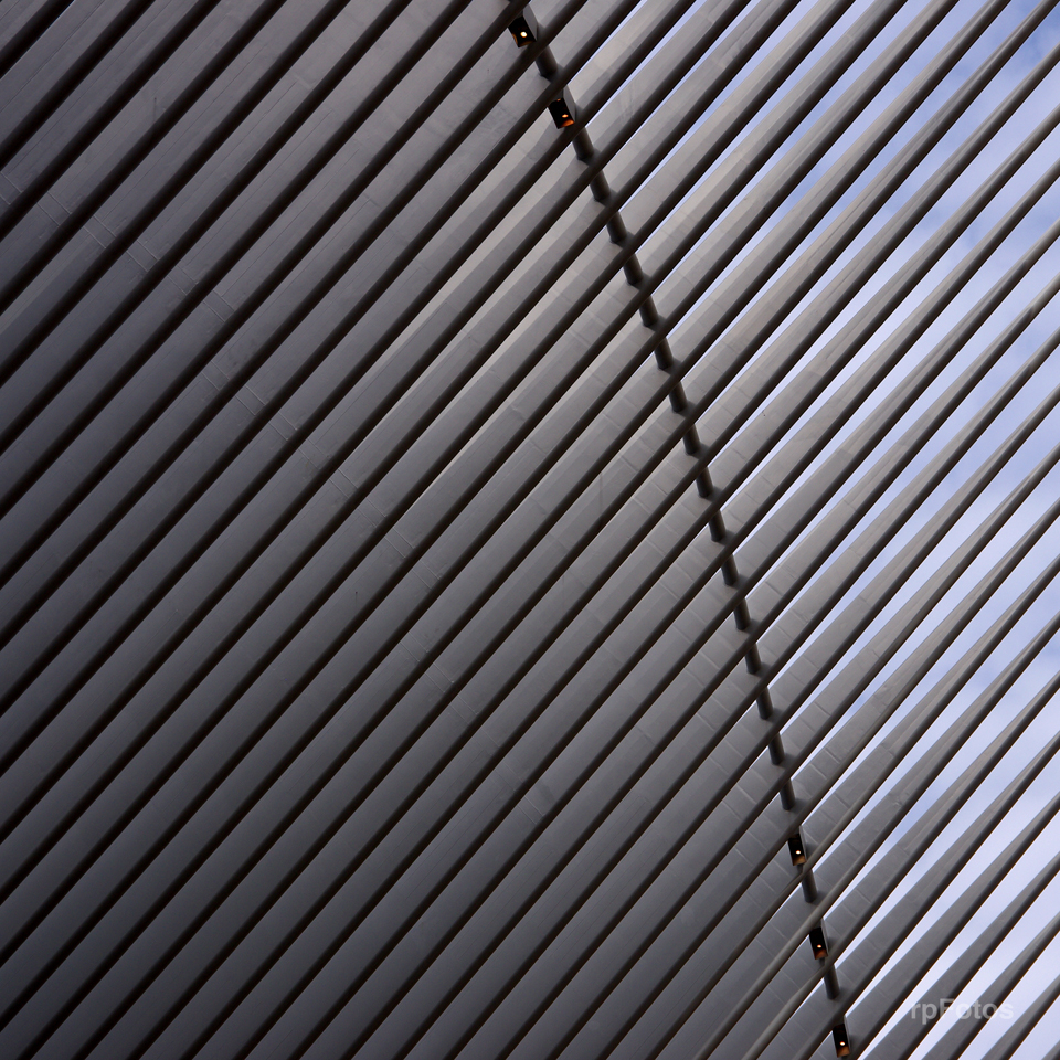 oculus