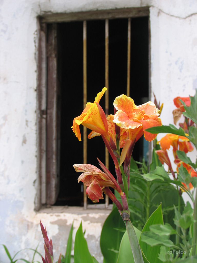 Flores frente a ventana
