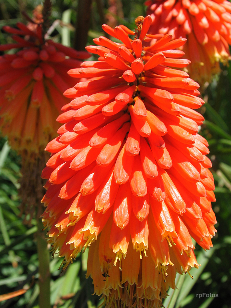 Flores en Ensenada