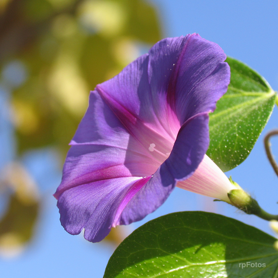 flor de enredadera