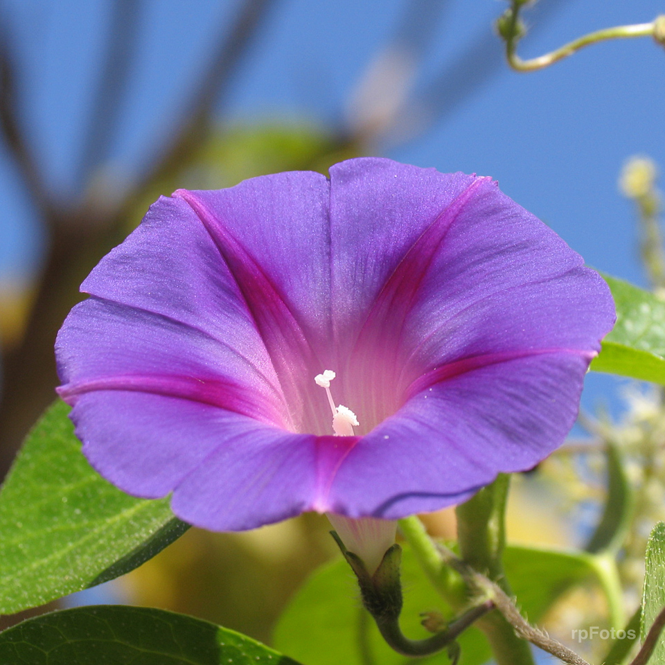 flor de enredadera
