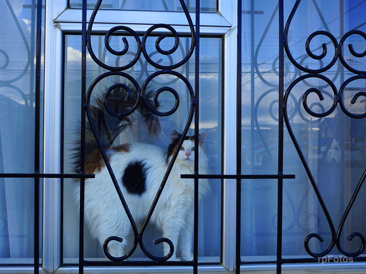 gato en ventana, Punta Arenas