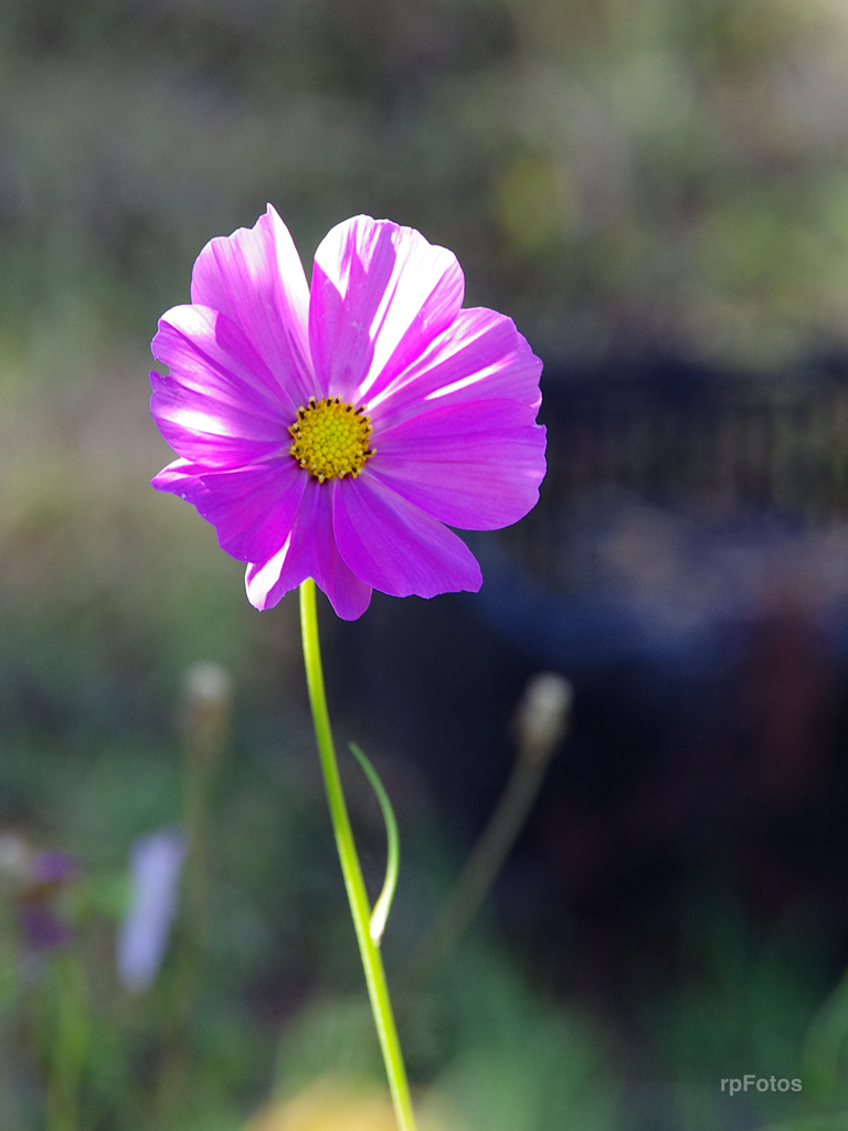 Flores en El Bolsón Argentina