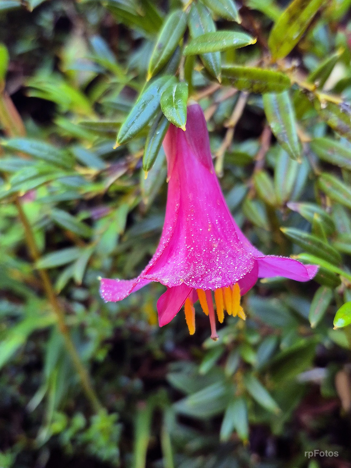 flor del copihue