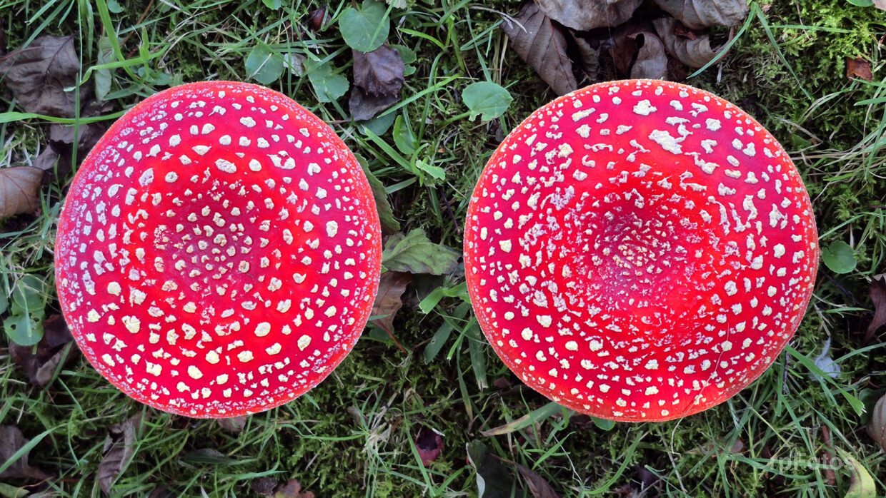 hongos