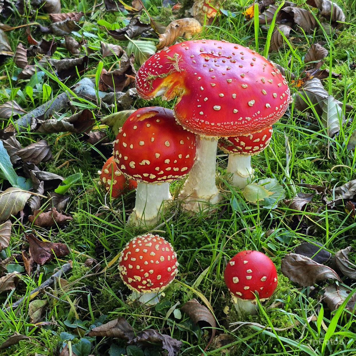 Hongos