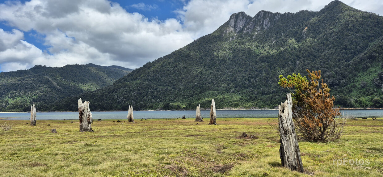 Lago Chapo y troncos secos