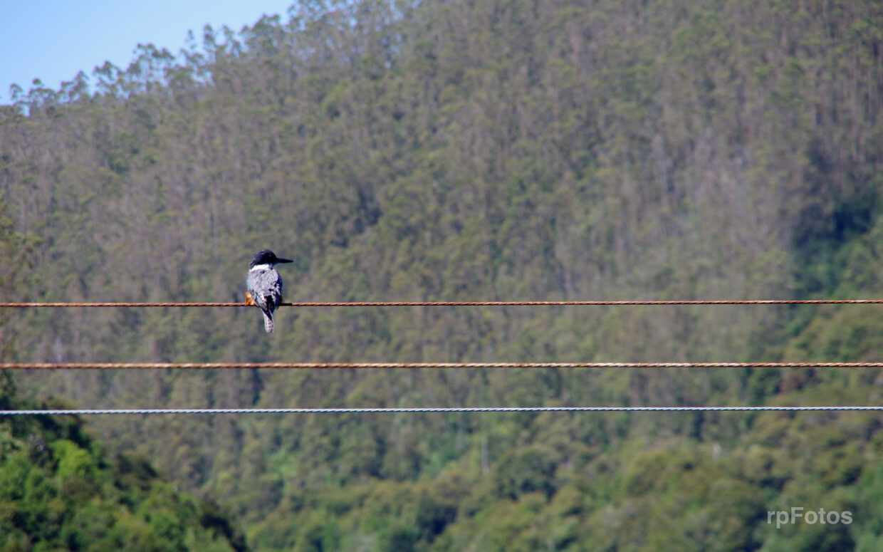 un carpintero en cables