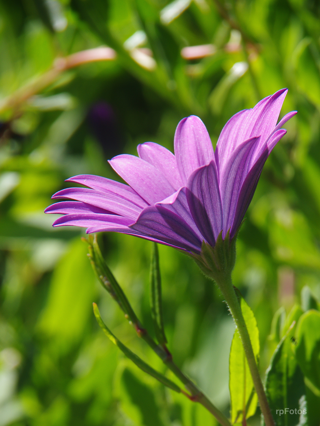 Flores en La Misión