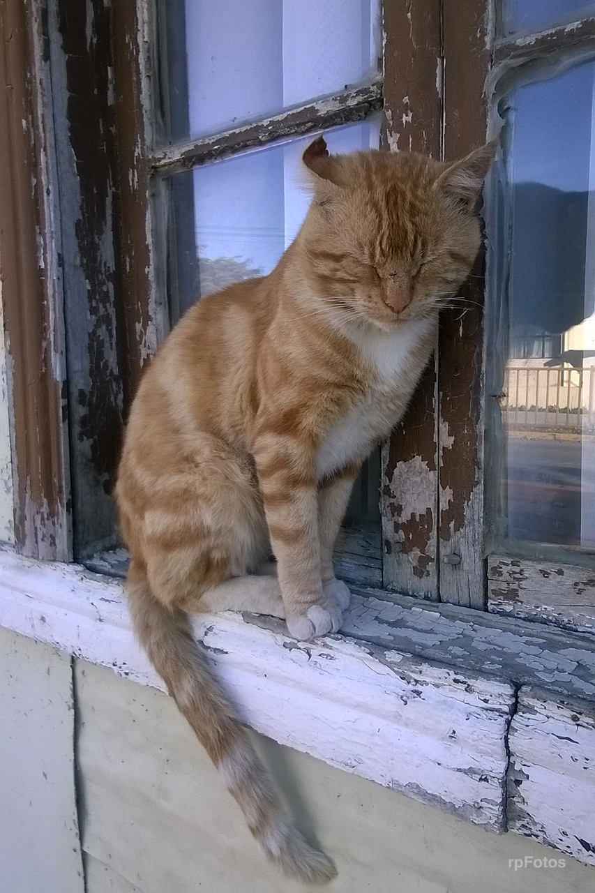 Gato en ventana de Puerto Natales