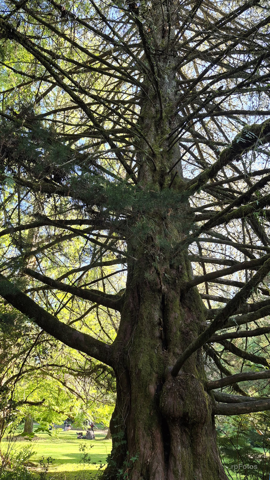 Arbol en Jardín Botánico UACh