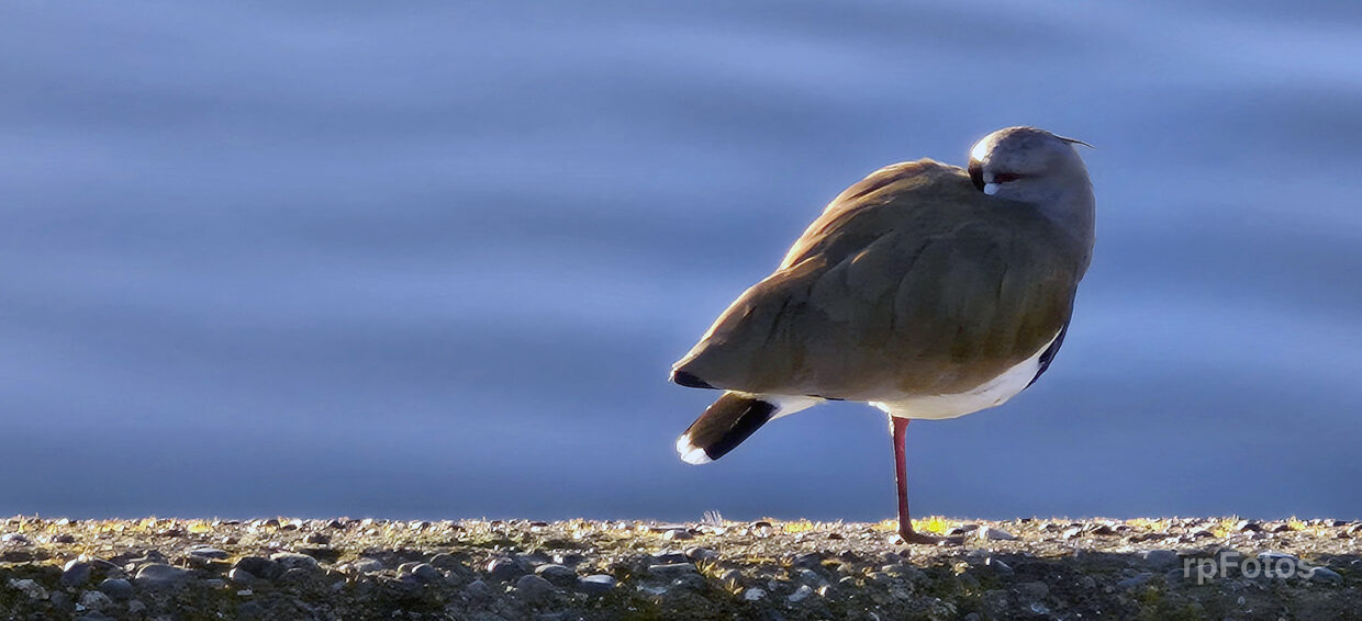 Queltehue en Lago Ranco