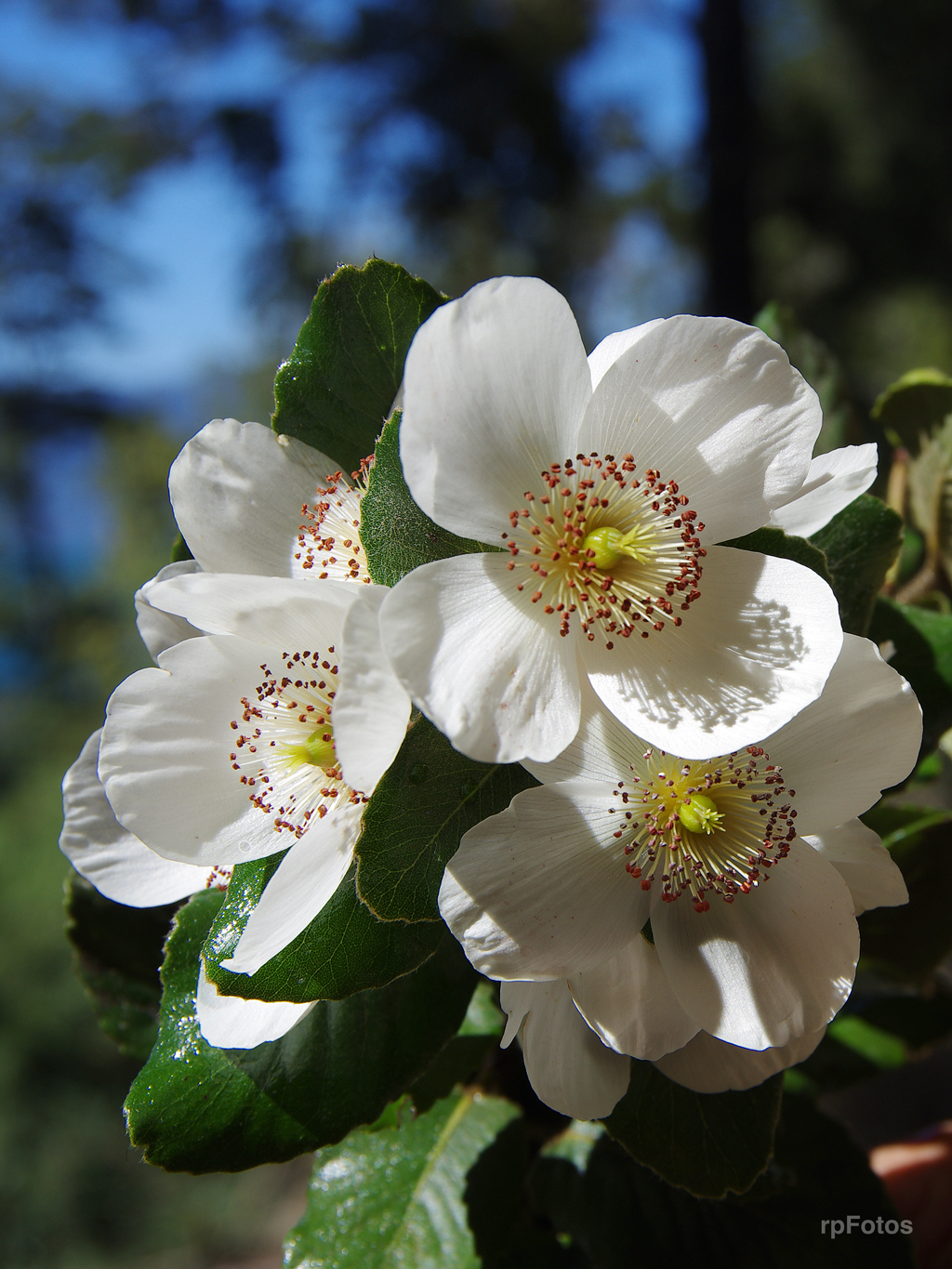 Flores de Ulmo